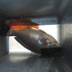 こんなん出ました・・・