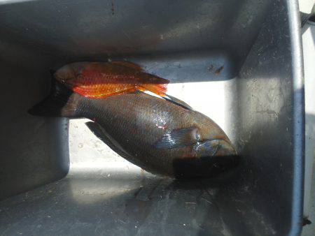 こんなん出ました・・・