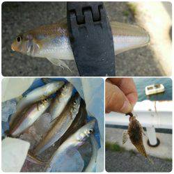 暗闇アジング＆メバリング＆チョイ投げキスゲー！