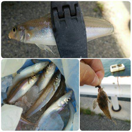 暗闇アジング＆メバリング＆チョイ投げキスゲー！