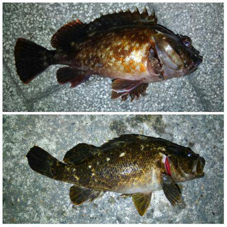 釣り人で賑わってました（笑）