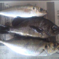 鯵の数が少な過ぎ