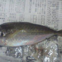 鯵の群れは小さい様子