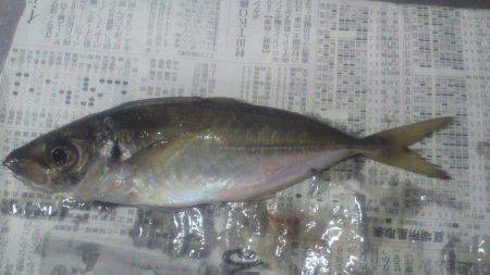 鯵の群れは小さい様子