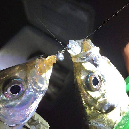 霧の淡路島・爆裂アジング！