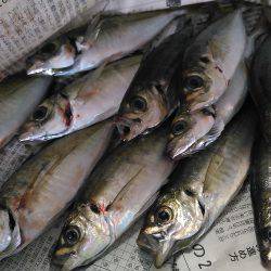 群れが居ないかと思いました。