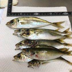 夕まづめメバリング アジング