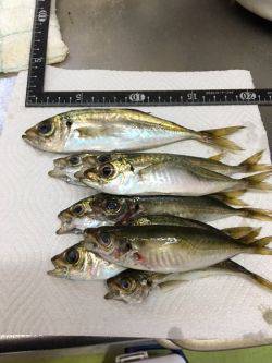 夕まづめメバリング アジング