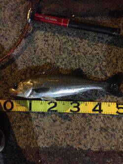 バチシーバス来てタケノコ^_^