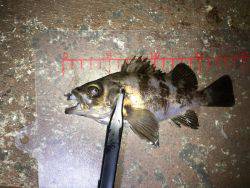 近所でメバリング！