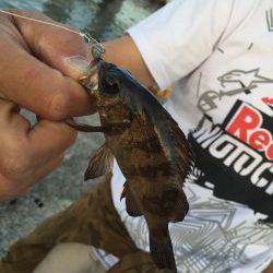 ロックフィッシュ