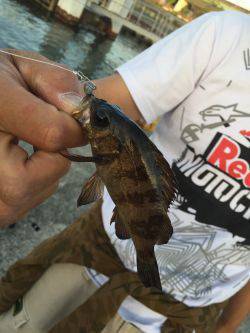 ロックフィッシュ