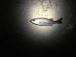 ちびっ子シーバス