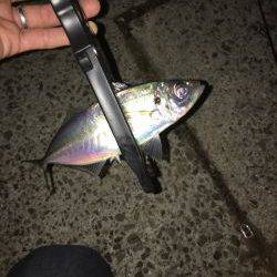 淡路島アジング！