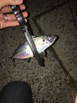 淡路島アジング！