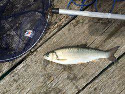 若狭本郷 筏で釣りをする。