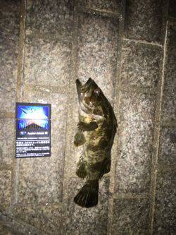 サイトフィッシング