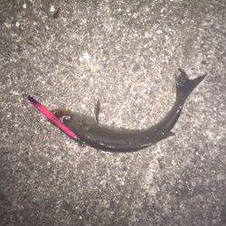 バチ抜けはまだかな〜、、、