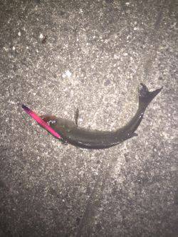 バチ抜けはまだかな〜、、、