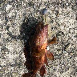 デイメバリング