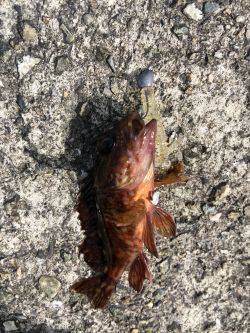 デイメバリング