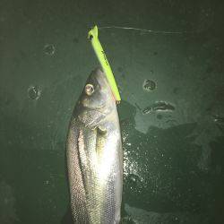 サイズは選べない