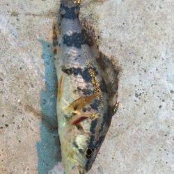 遠征メバリング\(^o^)/