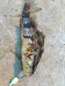 遠征メバリング\(^o^)/