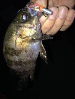 ガシリングでひたすらネチネチ