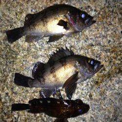 フロート&プラグ