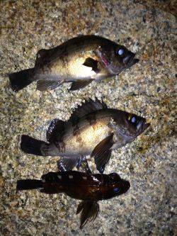 フロート&プラグ