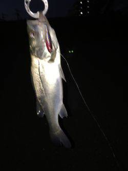 仕事終わりにチーバス