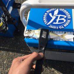 アジ、メバル調査!