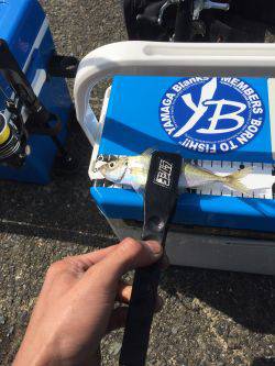 アジ、メバル調査！