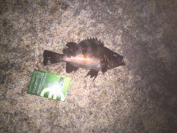 チニング やっと釣れた！