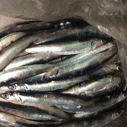 サビキリベンジ