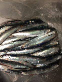 サビキリベンジ