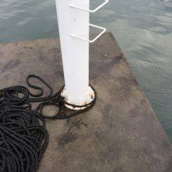 アオリイカを求めて