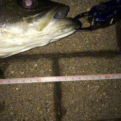 朝マズメ狙いで❗️