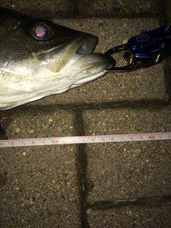 朝マズメ狙いで❗️