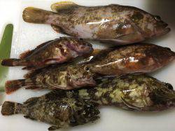 ロックフィッシュゲーム