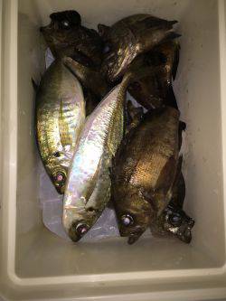 凄い人出の小島漁港でアジング