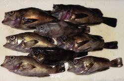 チビメバル連発！