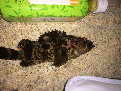 りんくう→泉佐野メバリング