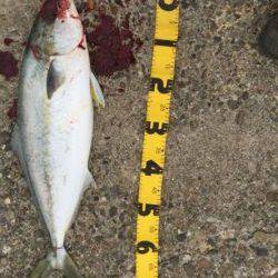 泉南青物ゲーム