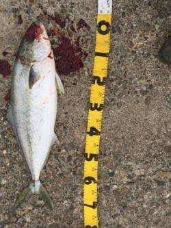 泉南青物ゲーム