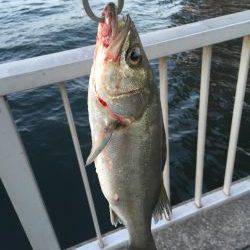 初登場、シーバス釣果