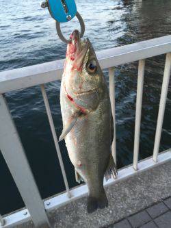 初登場、シーバス釣果