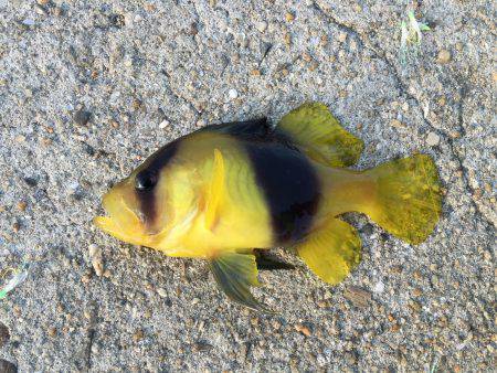 久しぶりの和歌山