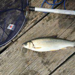 若狭本郷 筏で釣りをする。